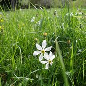 prati a fienili di dromae narcisi in maggio