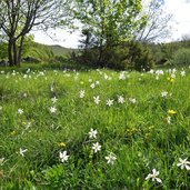 prati a fienili di dromae narcisi in maggio