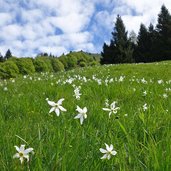 prati a fienili di dromae narcisi in maggio