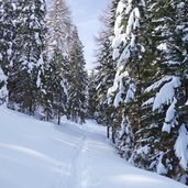 salita nel bosco ciaspole monte agaro