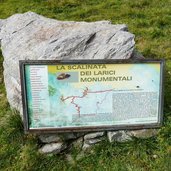 scalinata dei larici monumentali