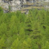 scalinata dei larici monumentali