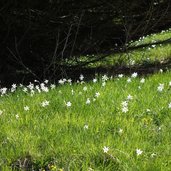 prati a fienili di dromae narcisi in maggio