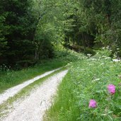 strada per malga vallorsara