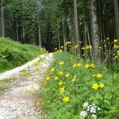 strada per malga vallorsara