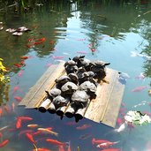 parco arboreto di arco laghetto pesciolini e tartarughe