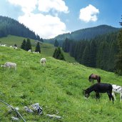 prati di malga val orsara bestiame