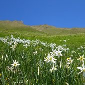 narcisi selvatici presso malga dromae