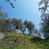 arco castello sentiero discesa negli uliveti