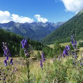 aconitum e vista verso malga covel