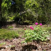 peonie nel bosco