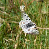 farfalla apollo