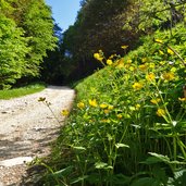 strada forestale baita costapelada