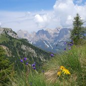 flora lungo il sentiero