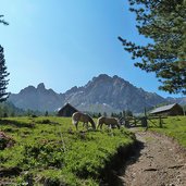 cavalli presso malghe di lagusel