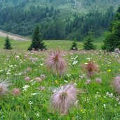 prato con anemoni appassiti