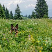 cane e prati fioriti