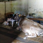 vacche in stalla vitellini