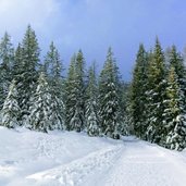 bosco presso malga vigo inverno ritorno