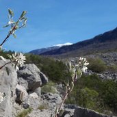 sentiero marocche di dro e pero corvino