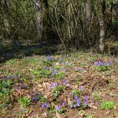 sottobosco primaverile presso ex vivaio orto forestale