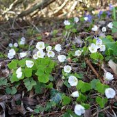 sottobosco primaverile presso ex vivaio orto forestale