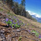 viole lungo il sentiero