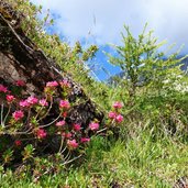 rosa alpina