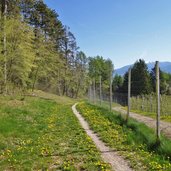 sentiero nel bosco sopra denno