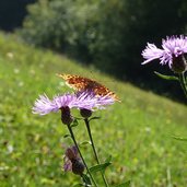 farfalla su centaurea