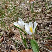 crocus sui prati del calisio primavera