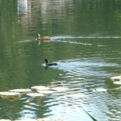 folaga e anatra sul lago di cei