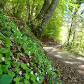 sentiero lez di terres primavera