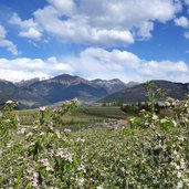 meleti in fiore in val di non vista vs nord