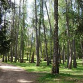 sentiero da tavon ai laghi di tavon e coredo