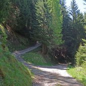 bivio strada forestale per malga coston