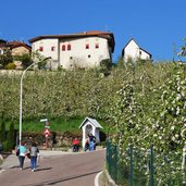 sanzenone di tassullo