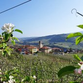 tassullo e meli in fioritura