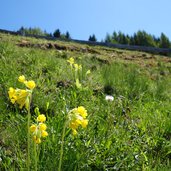 primula odorosa