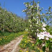 meleti in fioritura val di non