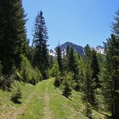 sentiero di collegamento malga coston e malga dal sass