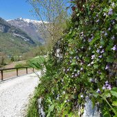 sentiero da canale di tenno al lago di tenno primavera