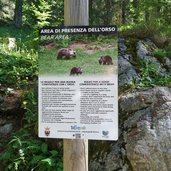 informazione orso orsi del trentino