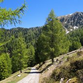 strada forestale di malga sass