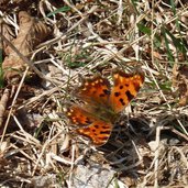 farfalla polygonia c album