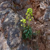 sottobosco primaverile euforbie