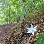 arte sella percorso arte natura