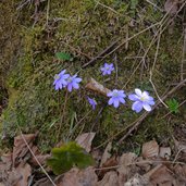 sottobosco primaverile erba trinita