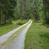 sentiero da malga di dimaro verso passo campo carlo magno