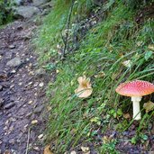 funghi nel bosco sopra doss de laresi